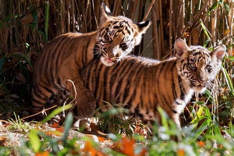 Rare Sumatran tiger cubs at National Zoo - The Washington Post