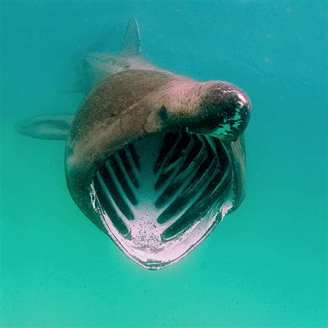 Basking shark sightings: sailors asked to help monitor these ...