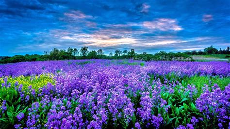 Serene Purple Flower Field - HD Wallpaper