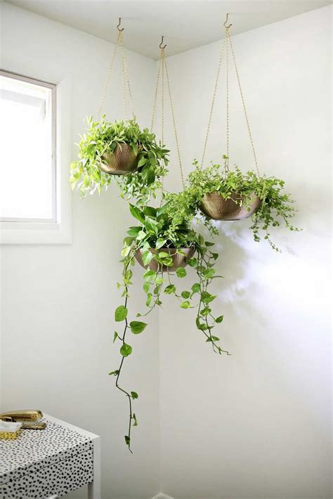 Indoor plants - A complete guide on the best indoor plants for each room