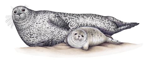 Grey seal and pup Halichoerus grypus - Lizzie Harper