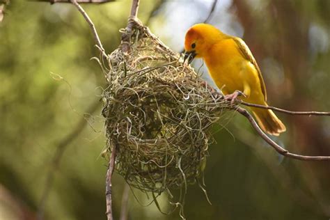 How Do Birds Build Nests? How Long Does It Take? - Optics Mag