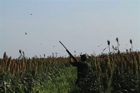 Mexico White-winged Dove Hunting - Ramsey Russell's GetDucks.com