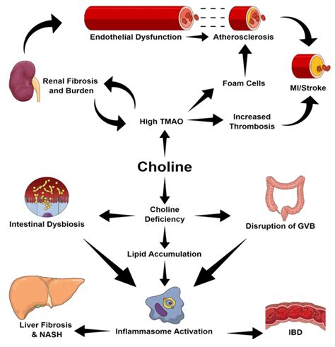 An overview of the ways in which choline intake may cause disease ...