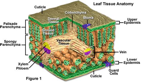 Molecular Expressions Cell Biology: Plant Cell Structure - Leaf Tissue ...