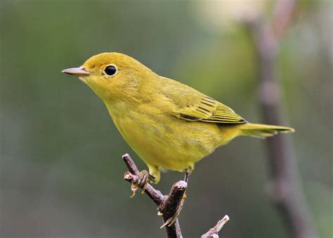 Birding with Lisa de Leon: Small Yellow Birds In Newfoundland