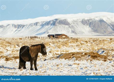 Icelandic Horse on a Farm in the Snow Stock Image - Image of animal ...