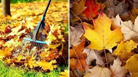 5 Best Ways to Use Fall Leaves in the Garden - Garden Beds