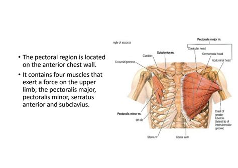 SOLUTION: The pectoral region muscles - Studypool