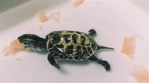 A List of Small Pet Turtles That Stay Small [For Beginners] – The ...