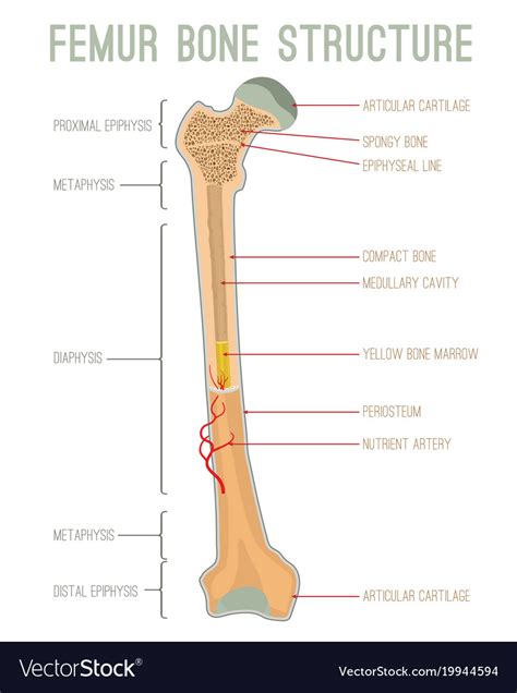 [DIAGRAM] Full Femur Diagram - MYDIAGRAM.ONLINE