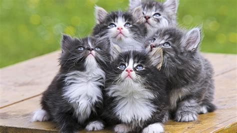 Cute Kittens - Babies Pets and Animals Wallpaper (16731287) - Fanpop