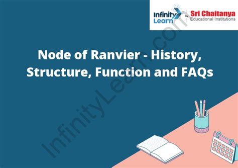 Node of Ranvier - History, Structure, Function and FAQs - Infinity ...