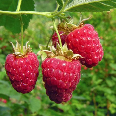 Raspberry 'Glen Ample'