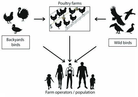 Avian influenza virus transmission mechanism. Graphic representation of ...