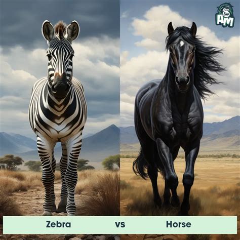 Zebra vs Horse: See Who Wins | Animal Matchup