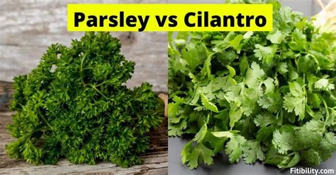 Cilantro vs Parsley: Key Differences and How to Use - Fitibility