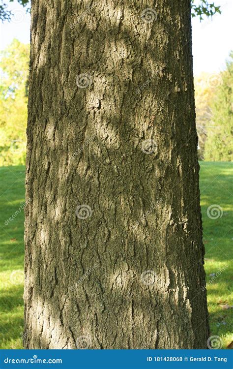 Pin Oak Bark 804420 stock photo. Image of trunk, bark - 181428068