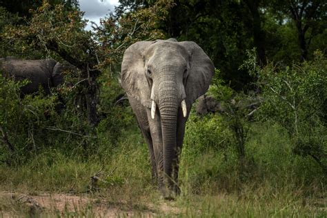 Africa Elephants Endangered | Courthouse News Service