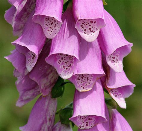 Foxglove - CreationWiki, the encyclopedia of creation science