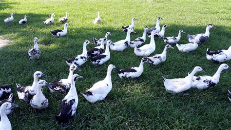 Ancona Duck Hatching Eggs — Heritage Meadows Farm LLC