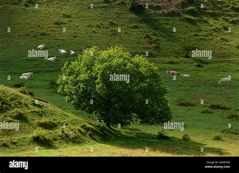 A rural landscape Stock Photo - Alamy