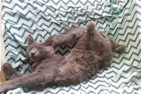 14 Sleeping Cat Positions and What they Reveal about your Kitty