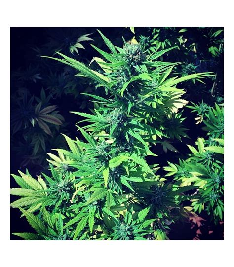 Blueberry Cookies from Mamiko Seeds | strains.io | cannabis marijuana ...