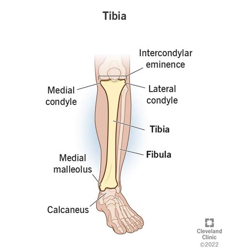 Tibia (Shin Bone): Location, Anatomy & Common Conditions