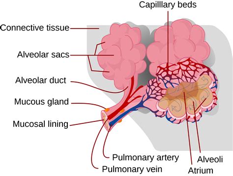 Alveoli Gas Exchange