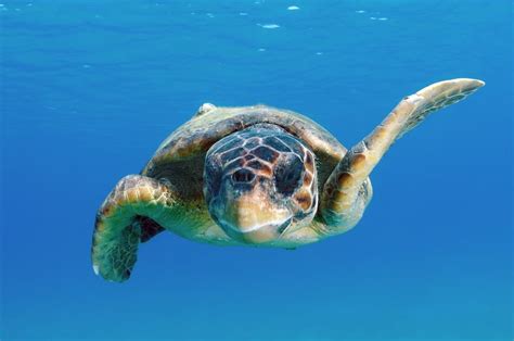 Loggerhead Turtle Facts & Information Guide - American Oceans