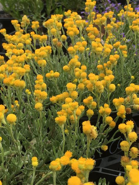 Yellow Buttons | Chrysocephalum apiculatum ramosissimum - Native Plant ...