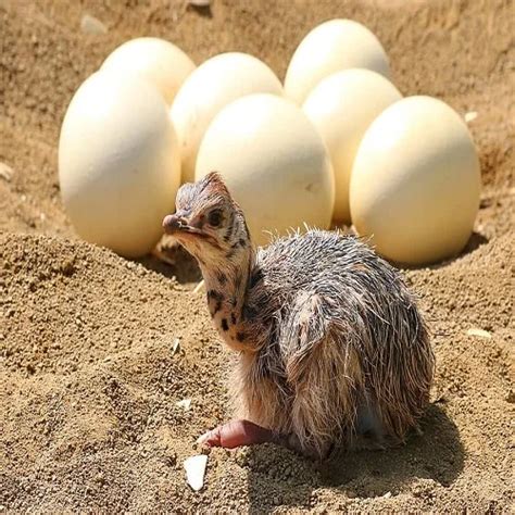 Fertilized Ostrich Eggs,Ostrich Chicks And Mature Ostrich For Sale Bulk ...