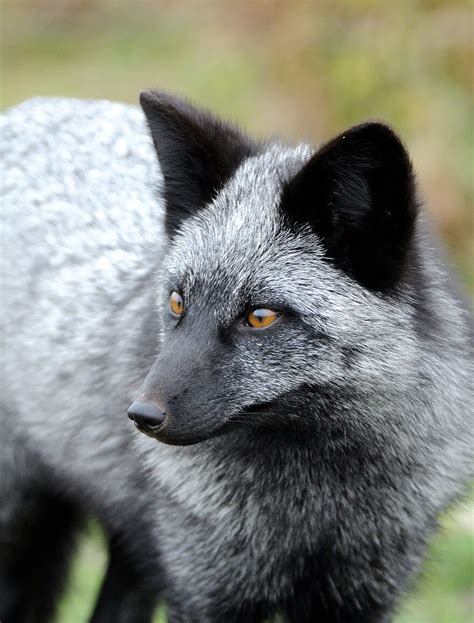 Black Foxes In 45 Pictures Showing The Beauty Is Hidden In Their Fur