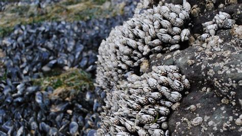 What Do Barnacles Look Like - Katynel