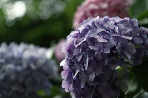 Hydrangea Season in Japan 2025 | Travel Guide | Kyuhoshi