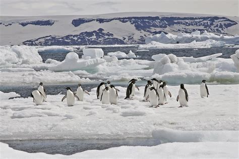 Emperor Penguin Tours - Antarctica - Weddell Sea - Birdquest