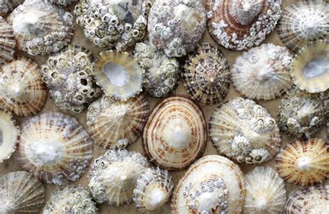 Common Limpet - Facts, Habitat, Diet, Conservation, & More - American ...