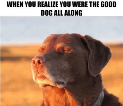 30 Funny Dog Memes to Make You Howl With Laughter - Cute Dog MemesBest Life