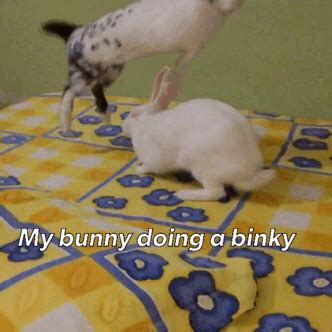 bunny binky on Tumblr