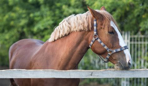 The Hanoverian Horse Breed Profile - Helpful Horse Hints