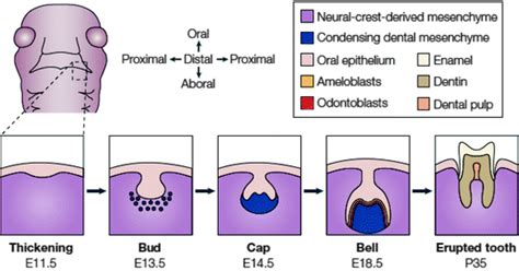 Tooth Development | Pocket Dentistry