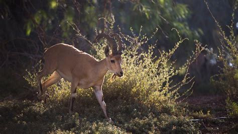 Desolate Beauty: Life in the Negev Desert (PHOTOS) | The Weather Channel