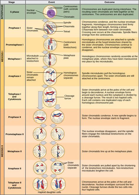 Meiosis II | Biology for Non-Majors I