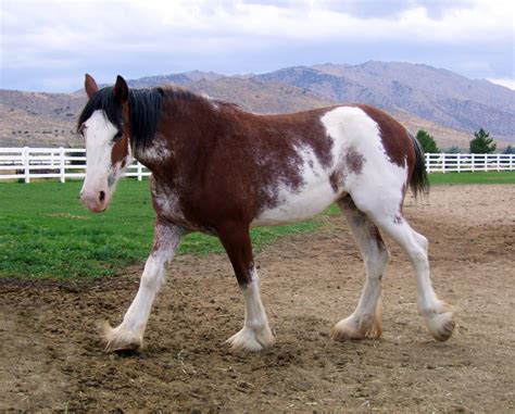 Clydesdale Horse - The Livestock Conservancy