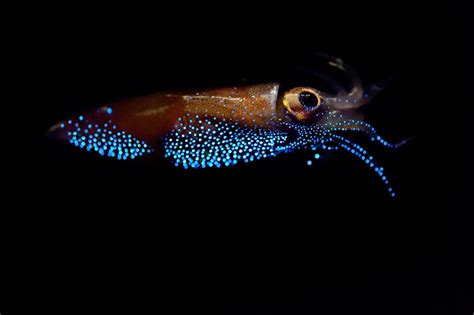 Bioluminescent Fish