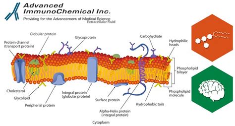 Gangliosides: distribution in brain and nervous tissues indicates ...