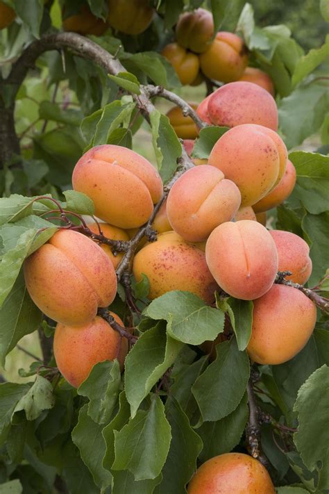 Fruit trees: the five easiest to grow - The English Garden