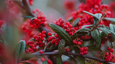 berries, red berries, branches, leaves, 4k HD Wallpaper