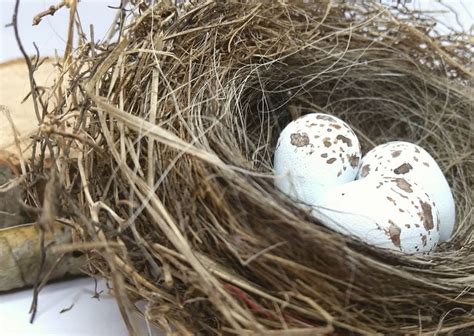 Wooden Chipping Sparrow Eggs for Science Education Natural | Etsy